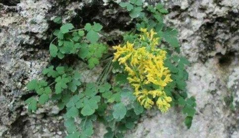  『痔疮』山上石缝里的一种植物，价值珍贵，可以治痔疮，腹泻，腹痛等作用