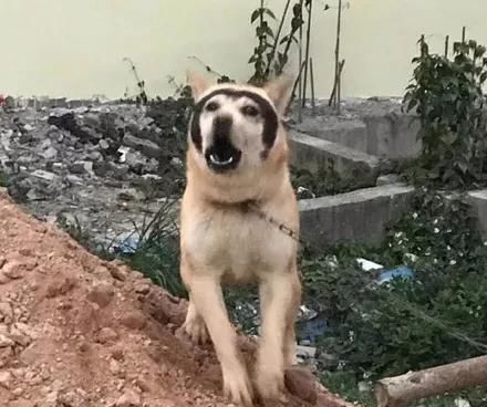  「哈士奇」哈士奇和田园犬生下了孩子，可没想到居然只遗传它一张脸，笑疯了