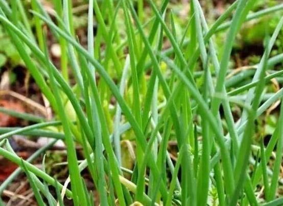  『种菜』这8种菜，随便种1盆在阳台，再也不用去菜市场买菜了