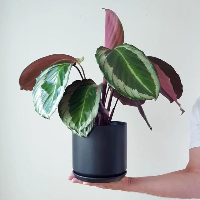  观叶：都把观赏竹芋养成观叶植物，除了斑斓的叶子，它还能开可爱的小花