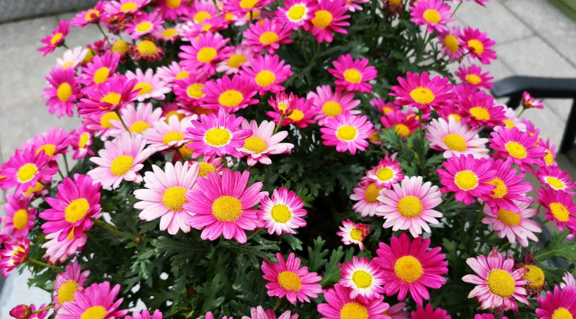  【脱俗】喜欢菊花，就养盆“珍奇绿菊”绿窗纱影，清新脱俗，优雅可人！