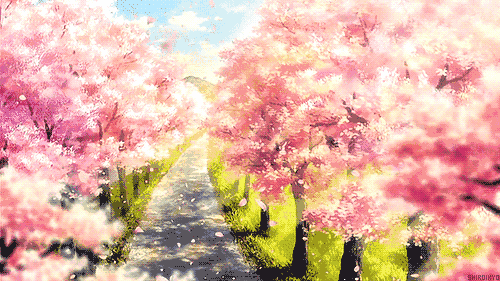 寻一片落英处，赴一场樱花约！