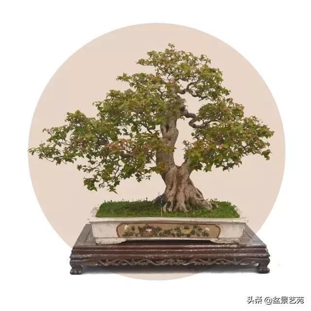  「成寸」盆景百态，缩地成寸