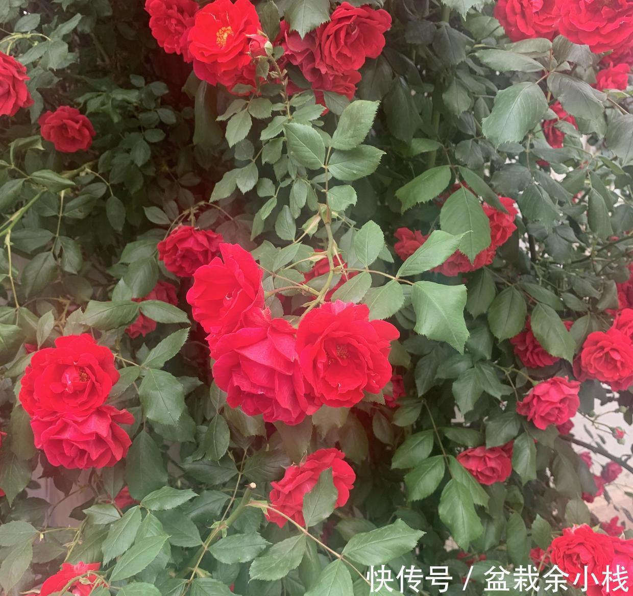 省钱|大哥图省钱,给蔷薇浇“金汁”,如今长到2层楼高,花开上万朵