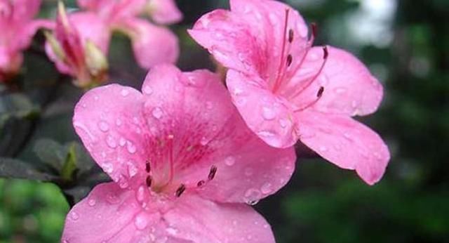 『栀子的花蕾』这几种花春天别乱剪,手太勤快了,反而春天不开花!