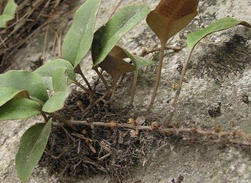 『山上』在山上,“1种草”紧贴石头生长,人称“石苇”,价值高,请保护