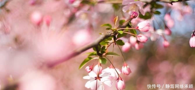 这座低调小城承包了浙江最美的春天, 清明去过两三天乡下生活~