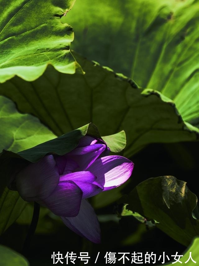 苏北小镇，隐藏着万亩荷花荡