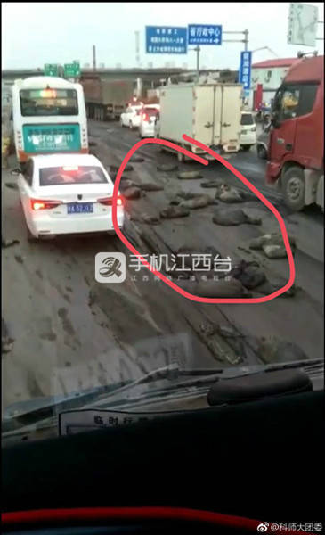 官方辟谣：南昌大学化粪池没炸 真相是运粪车泄露