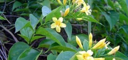  【毒植物】这东西，人称“断肠草”，山中常见，价值珍贵却有毒，遇见别乱碰