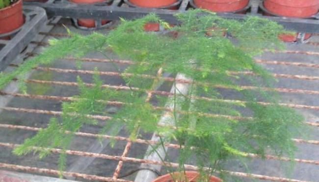  「花盆」这3种花爱吃土，长久不换花盆里面全是粗壮根系，分分钟饿死