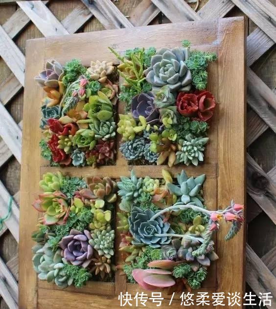 「如上图」如何制作一个多肉植物的“花园式”盆栽