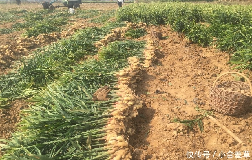 农民不种玉米种它，2元一斤，收入是种玉米的7倍