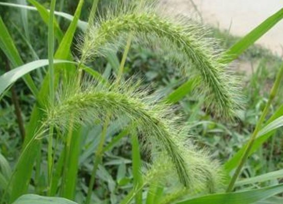  【药草】农村常见的“狗尾草”，危害农田，农民见到就拔，竟还