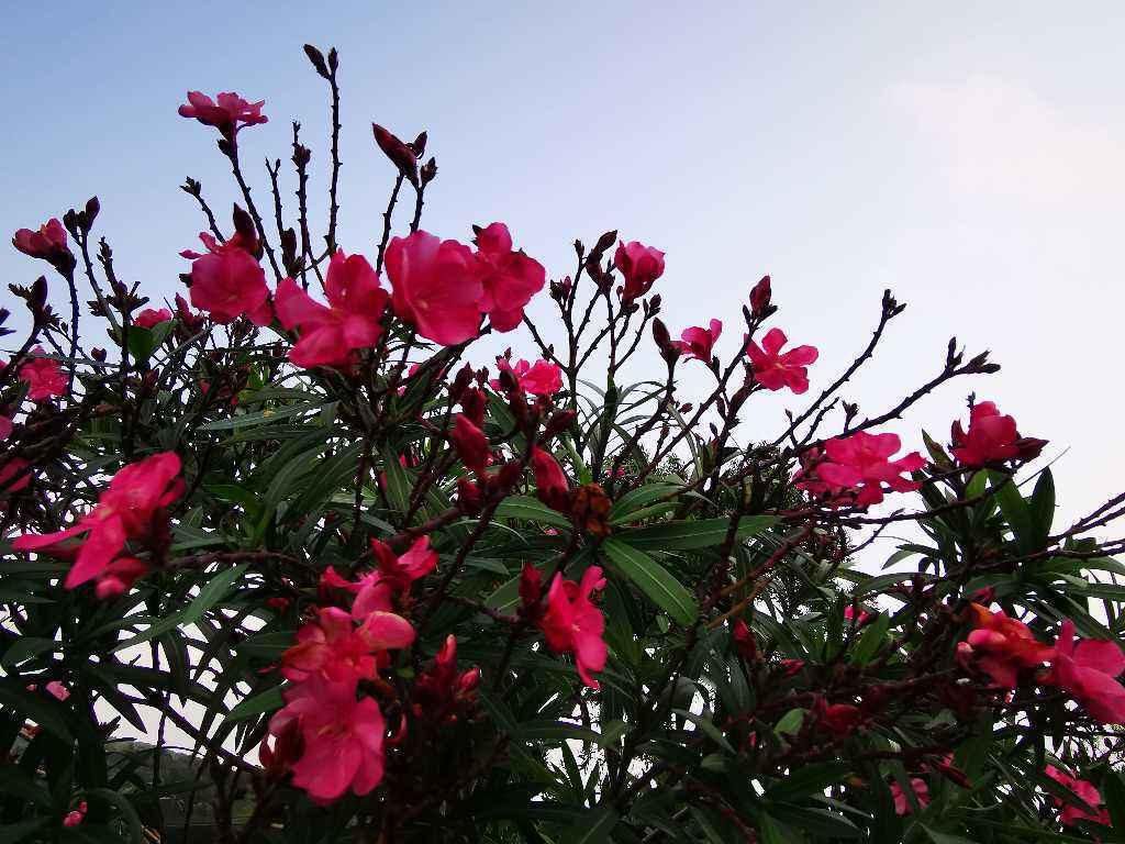  『家里养护』夹竹桃虽然有毒，但是开花美极了，养护时千万离远点！