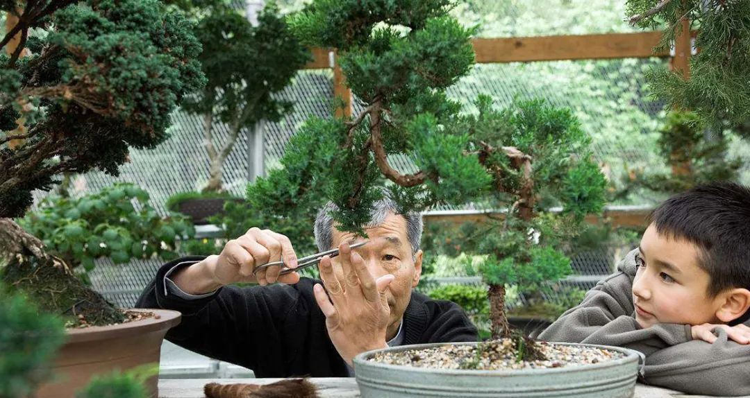 「新盆」挑选新盆移除旧土,经过修剪移栽,成就一棵“棒棒糖”榉树盆景!