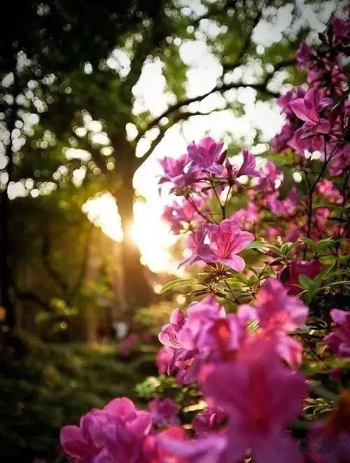  【花中】中国10大名花，哪个是你的最爱？