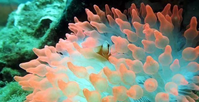 名副其实超值海岛!20元吃大虾,人均200住酒店,顺便考下潜水证