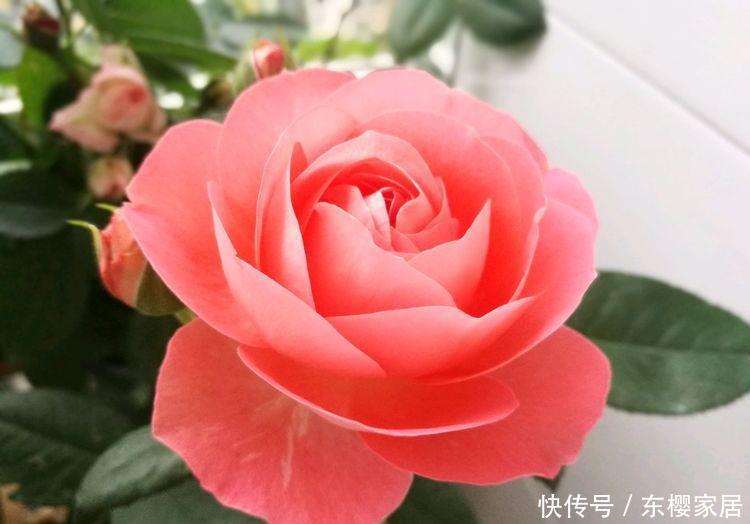  「能爆盆」5种花适合家养，开花成片很漂亮，枝繁叶茂能爆盆，越养越喜欢