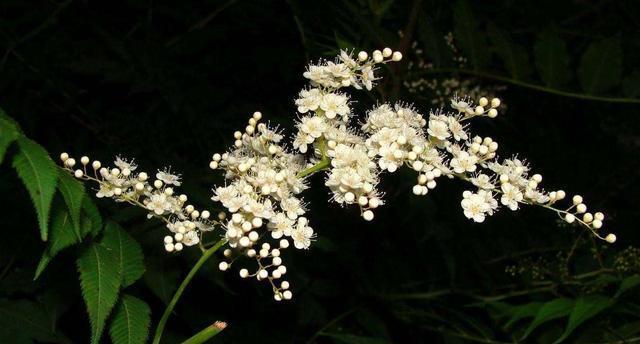 #珍珠梅#繁殖花蕾强壮、花瓣肥大的珍珠梅,这才是正确的选择