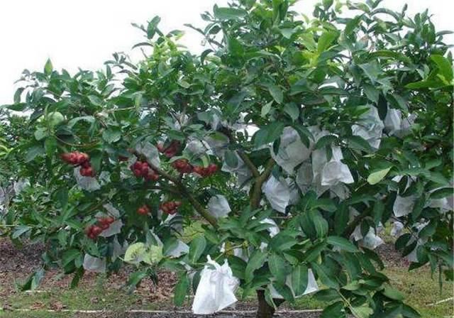  神话：高价多年神话破灭，如今跌至9.9元，种植户：种的多，吃的