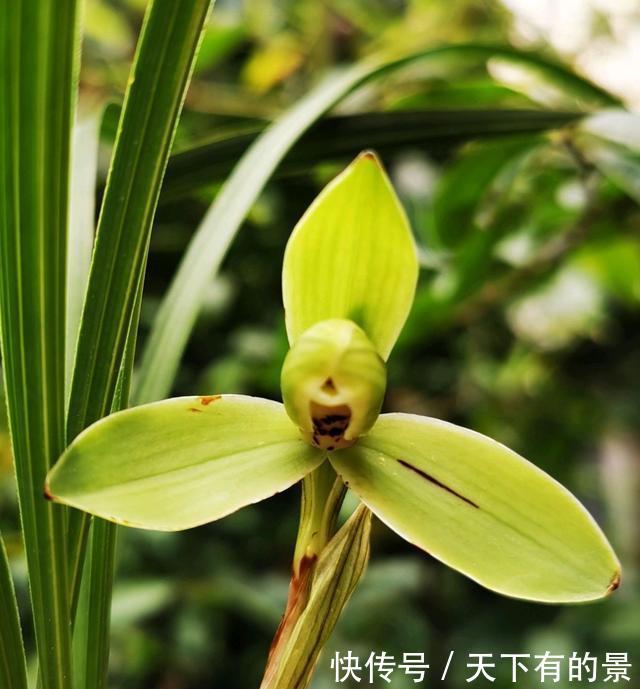  「情况」兰花换盆黄叶就是烂根死苗？这些情况了解一下，不要瞎折腾