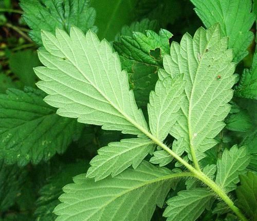  [龙芽草]它是抗癌“特效药”，农村很常见，但知道功效的却很少，可惜了！