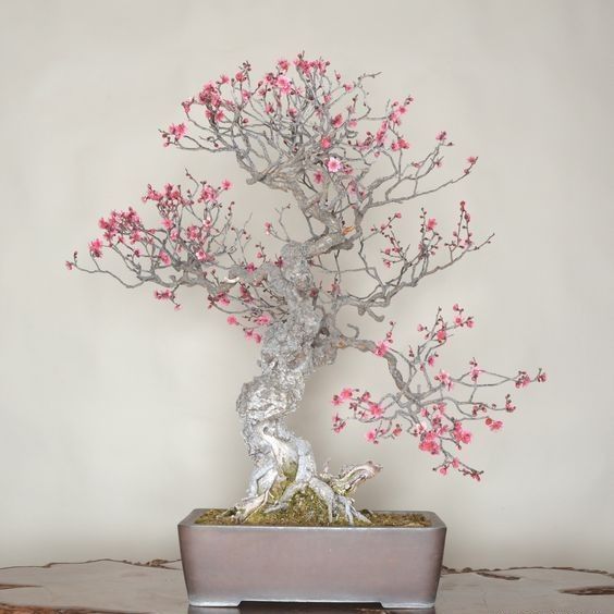 盆景欣赏:气象万千，清秀与古雅并存，每一盆都那么独特