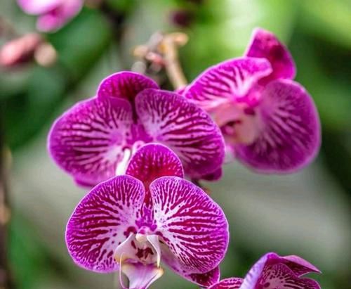  『再次开』谢花的蝴蝶兰花梗不用剪，只需一招，花梗再次爆芽开花满枝头