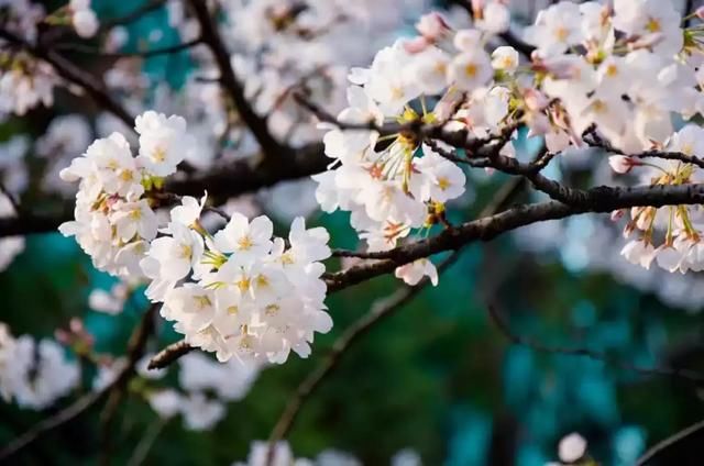 3月最值得去的国内旅行地,有2个很多人没听说过,却有绝美花海!