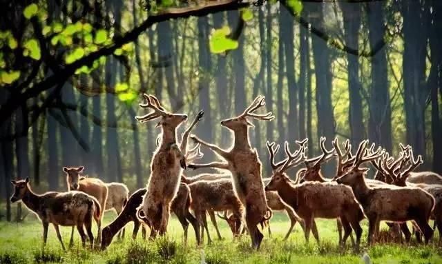  「慢慢」中国212个AAAAA景区全在这里, 存起来, 慢慢走完!