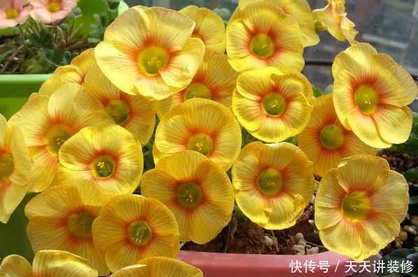  [图片作者]15种超级好养的花，不死鸟居然不是第一，“养花杀手”们试一试吧