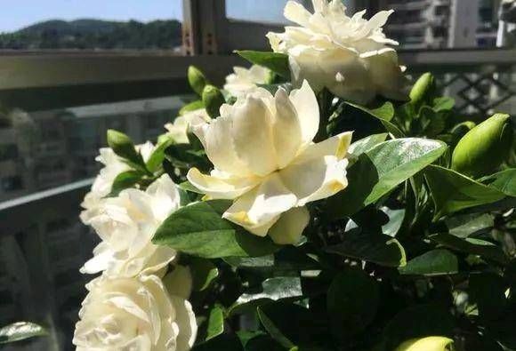  「花肥」吃完西瓜皮就扔？可惜它被制成了肥水，栀子花和茉莉花！