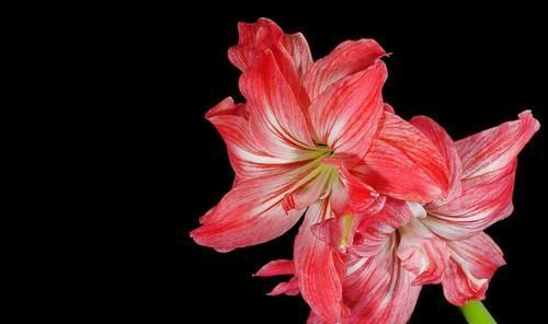  【很漂亮】3种花很漂亮，开花就爆盆，养出大花球，倾国倾城很漂亮