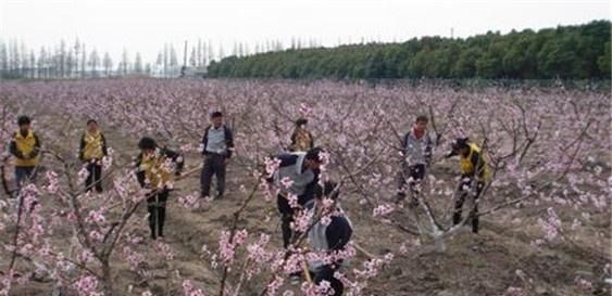  「看过」果树的四种常见施肥技巧，看过之后就明白了