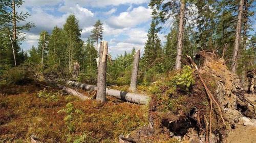  「树木」堪称世界之最的6种树木，其中最贵、最毒、最硬的树都在