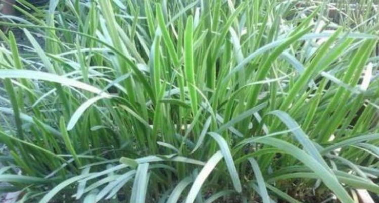  「小番茄」“4种菜”种阳台，好养易栽，好看还好吃，一次收获10斤！