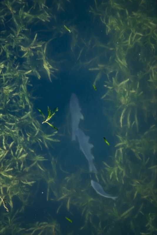 平谷区@?生态抓手让平谷从“如何是好”到“洳河是好”