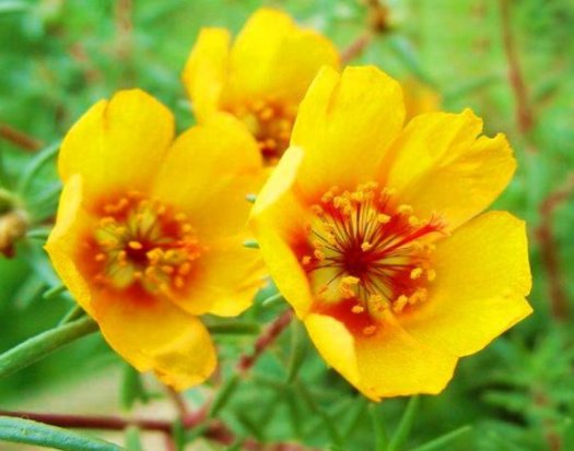  『家里』家里阳台种这些花，放在阳台开成瀑布，绚丽多彩，花开满满惹人爱