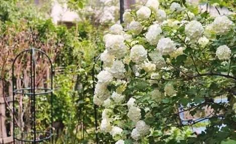  『植物』五月植物及其配植推荐