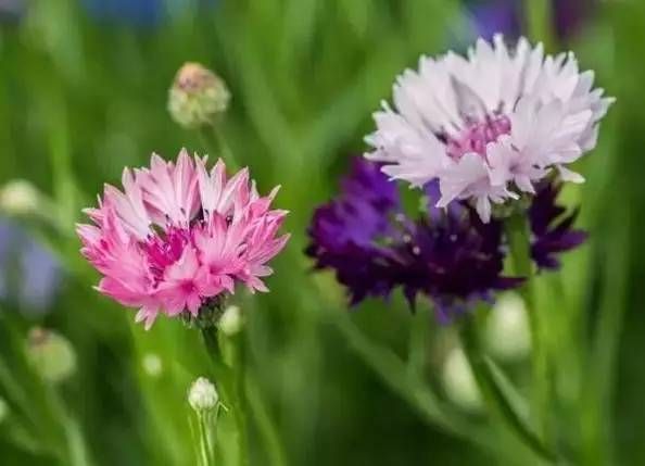 前方花海高能，这些花儿你能认出几种？