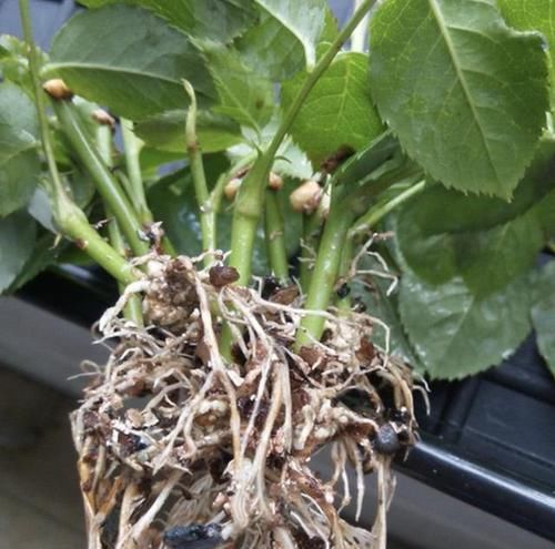 『枝条』沾水能生根的“1种花”,花期比绣球花长,一年开花两百天,美!