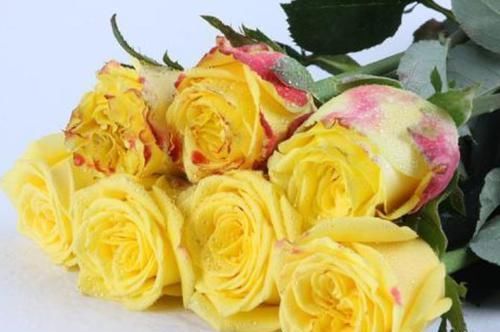  「芳香」3种花很适合家里养，好看好养又芳香，养家里，美爆阳台空气好