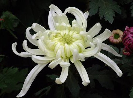 「名流千秋」5款艳丽的菊花,全年开花不断,花姿卓越,开花勤还爱爆盆,超美