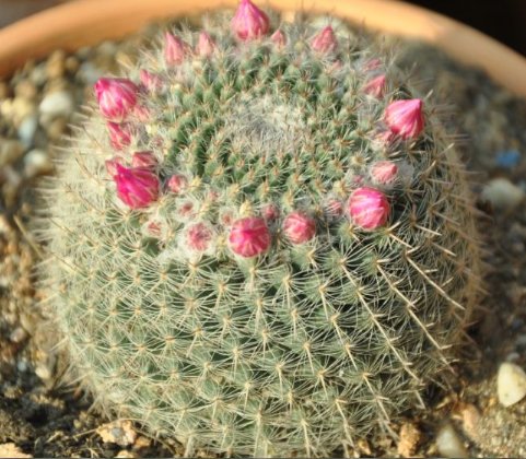  「适合」5款适合懒人的盆栽，一月浇一次水照样活，轻松爆盆很美观