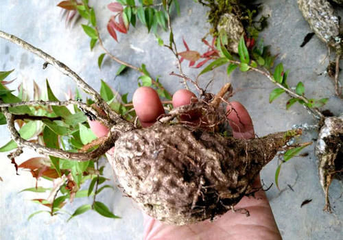  【漂亮】农村一种植物“树萝卜”，做盆栽漂亮，还是一种药材，