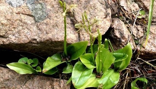  谨记■请谨记此“野草”，家乡见到，要重视，当今130元一斤