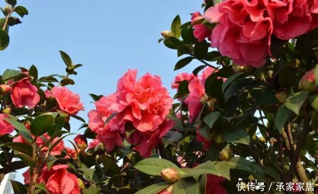  保活：养花小技巧：养花全靠1句话，100%保活！