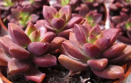  『随便』此几款多肉植物，随便养养就爆盆，繁殖能力特强，呆萌可爱又好养