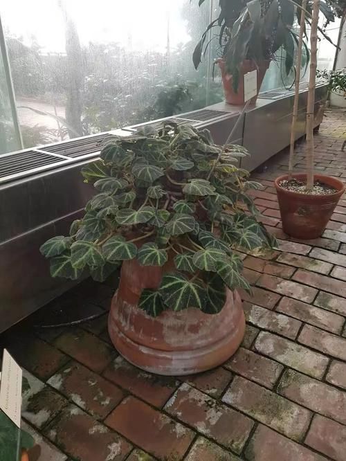 #家里#家里养的植物开不了花别怪卖家,有可能是你这几点没做好